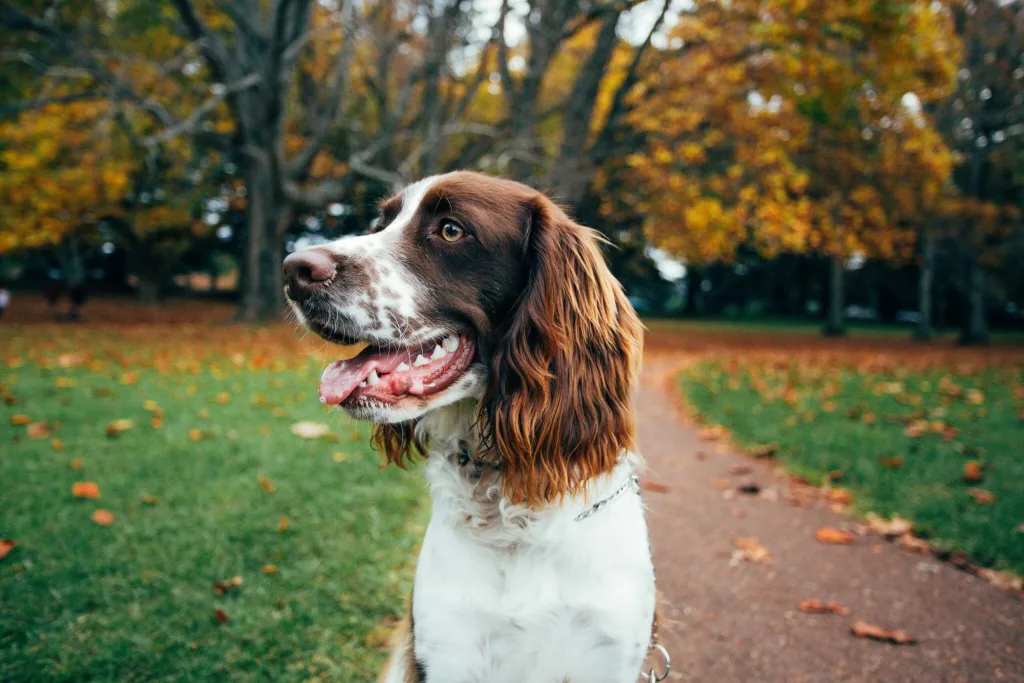 Springer Spaniel dog photographed in autumn leaves