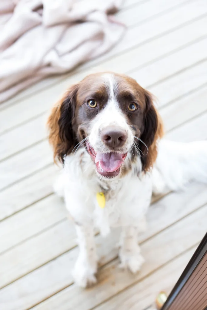 A springer spaniel looks directly into the camera with a relaxed and happy expression